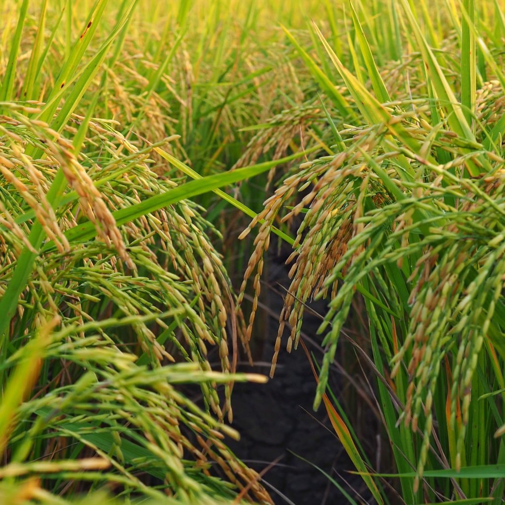 Secrets to Cooking Perfect Basmati Rice