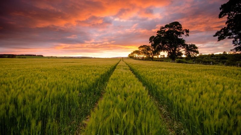 close-up-ear-paddy-yellow-rice-field-early-morning-near-harvest-min