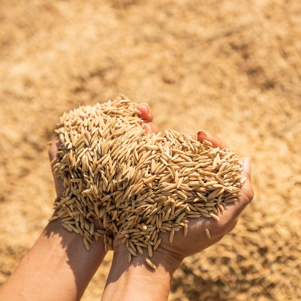 Finest Rice from Punjab